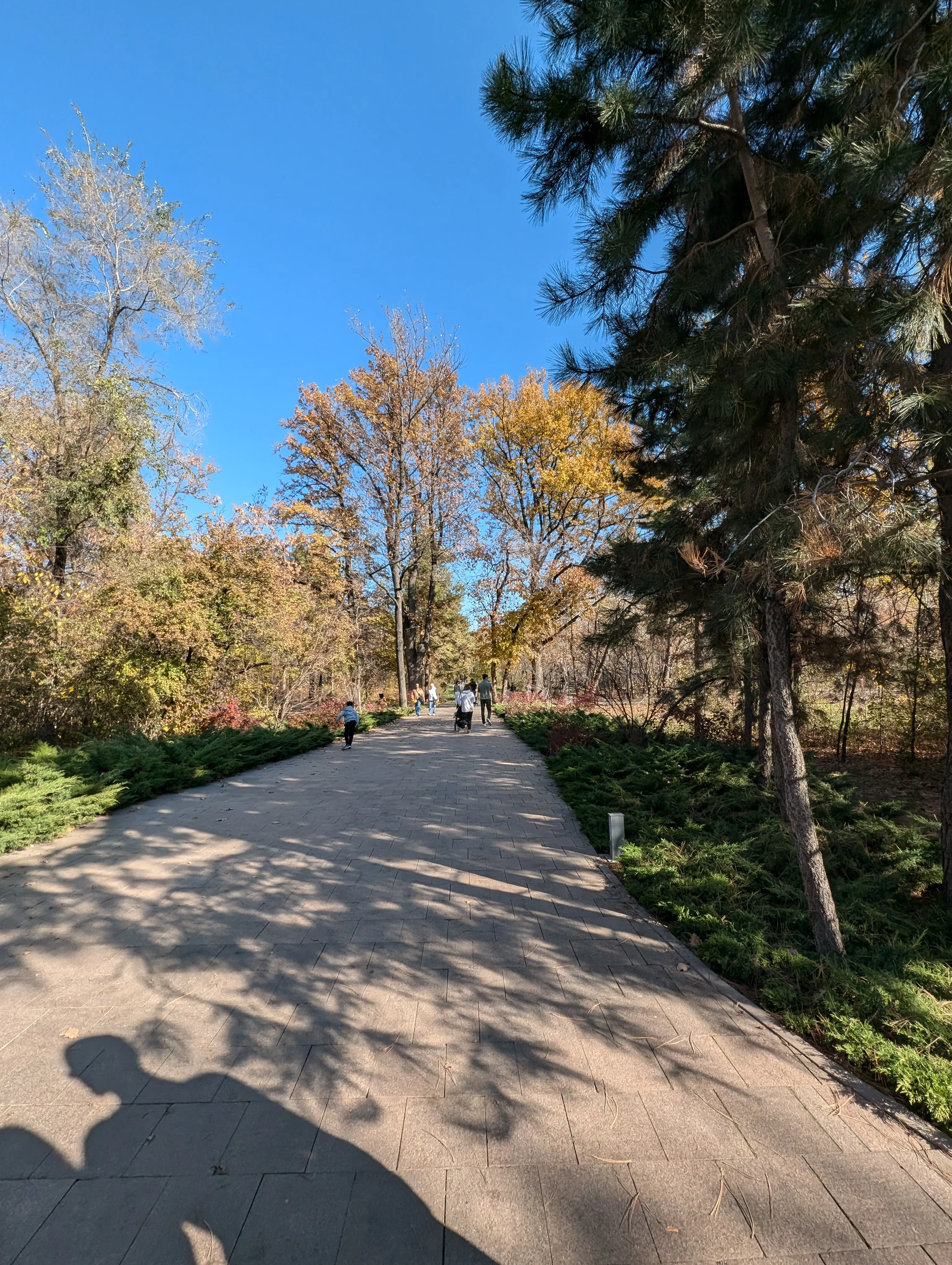 A paved avenue through the botanical garden under yellowing oaks and tall pines, with junipers along both edges and a few walkers ahead