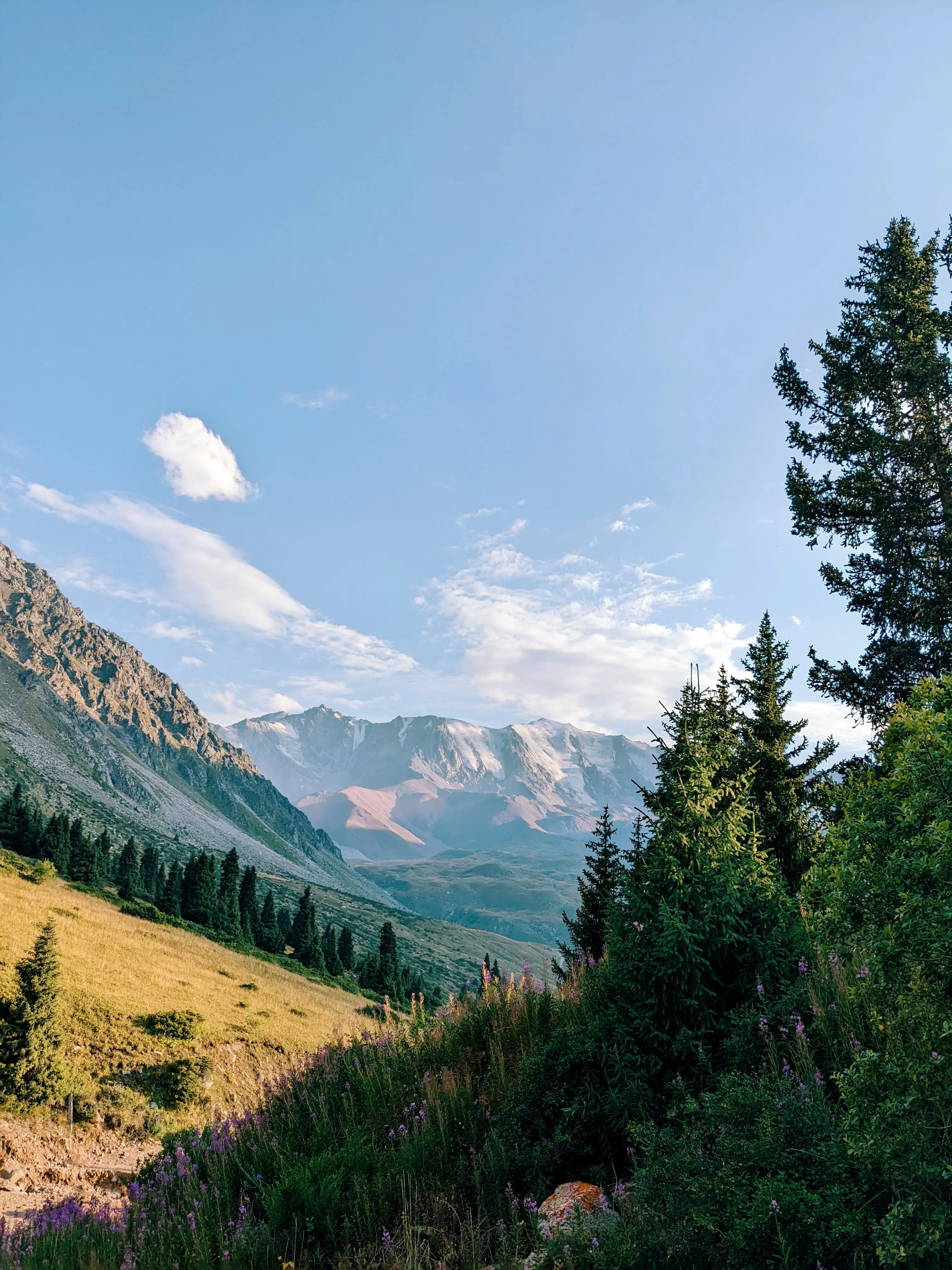 An alpine meadow on the same walk: wildflowers and low spruce in the foreground, a broad valley beyond, and a snow-covered range along the skyline