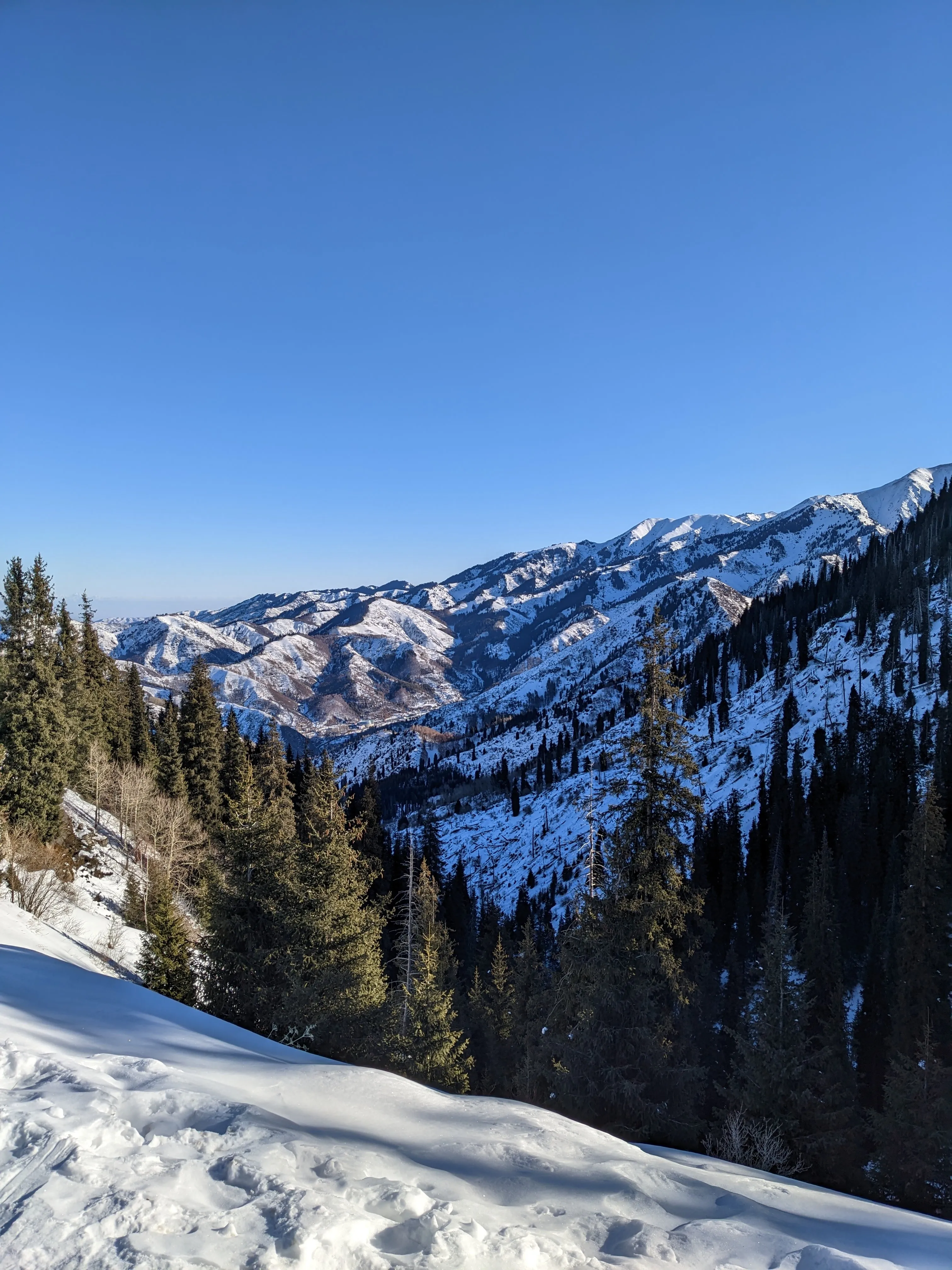 The view from the Kokzhailau trail in winter: snow over the spruce forest dropping into the gorge, and bare white ridges rolling away towards the plain