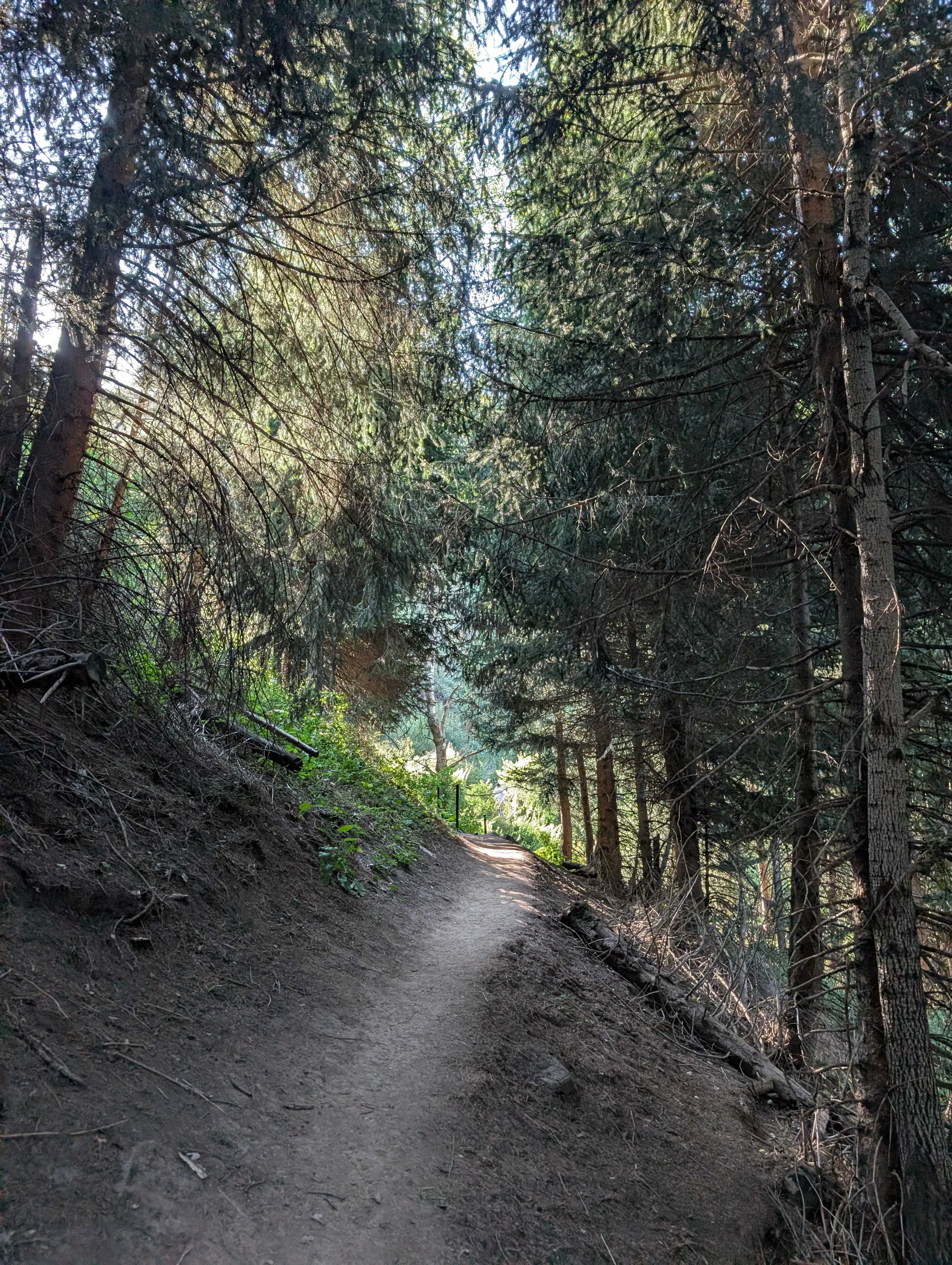 The earth path above Medeu, climbing through tall spruce with the light coming through the trees ahead